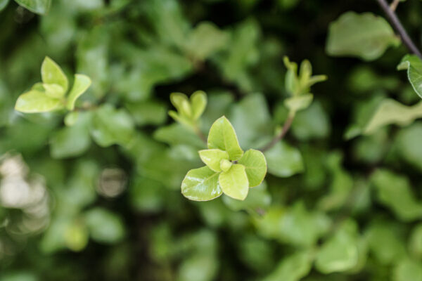 <i>Pittosporum tenuifolium</i> 'Screen Master' - Image 3