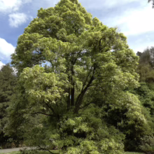 Pittosporum eugenioides 'Variegatum' tree with vibrant green and cream variegated foliage, creating a lush, rounded canopy against a blue sky.