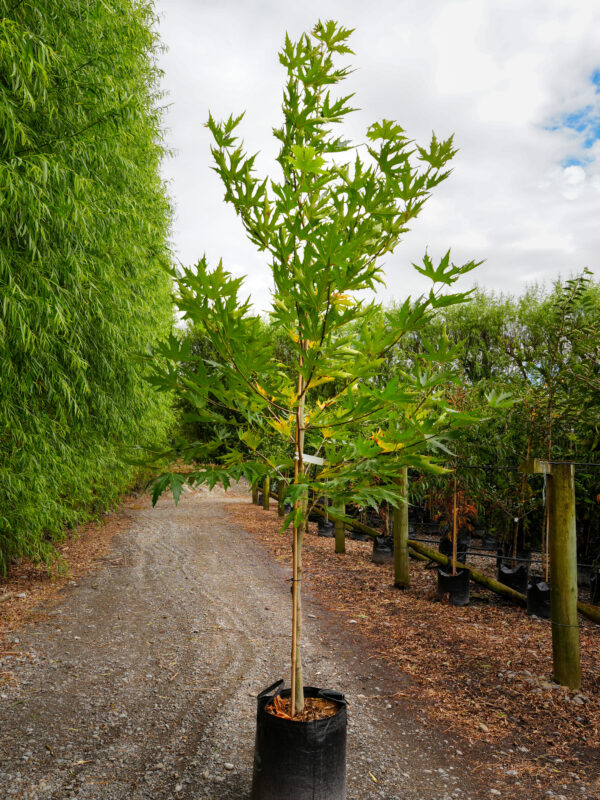 <i>Platanus orientalis</i> 'Fitzherbert' - Image 2