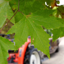 Lush green Platanus orientalis leaves; tractor blurred in background. Ideal shade tree.