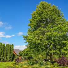Large, mature Platanus orientalis tree with lush green foliage, standing tall in a beautifully landscaped garden with hedges and flowerbeds under a bright blue sky.