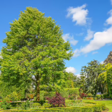 Lush Platanus orientalis tree, its vibrant green canopy filling the frame, stands in a manicured garden under a bright blue sky with fluffy clouds.