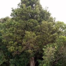 Podocarpus laetus tree: Mature evergreen with dense, lush green foliage and a sturdy trunk, ideal for landscaping