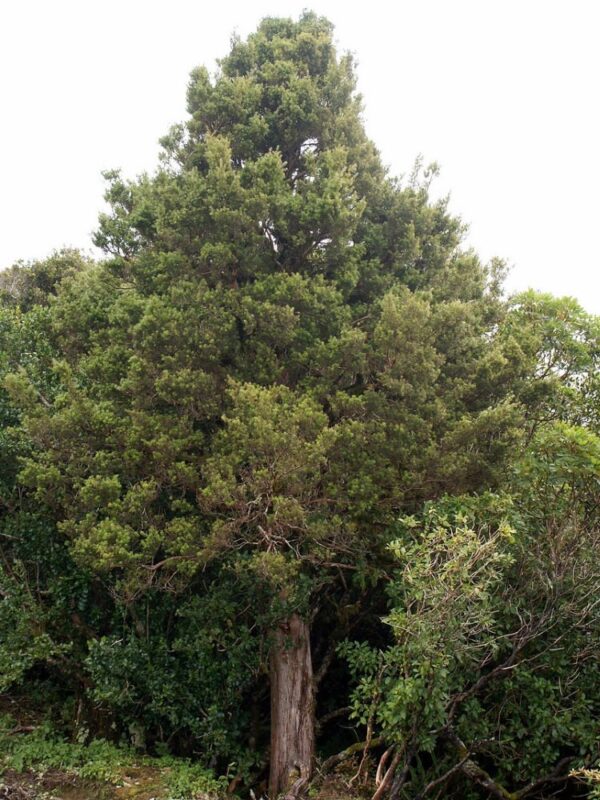 Podocarpus laetus (Hall's Totara) large tree.