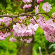 Prunus 'Accolade' blossoms: Delicate, double pink cherry flowers hang from a lichen-covered branch, showcasing the beauty of spring