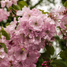 Prunus 'Accolade' blossoms: Double pink flowers in clusters, with green leaves, creating a lush, ornamental spring display