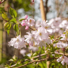 Prunus x subhirtella 'Autumnalis Rosea' in bloom, showcasing delicate pale pink blossoms and fresh green leaves on a sunny day