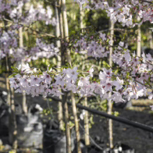 Prunus x yedoensis 'Awanui' cherry tree branch laden with delicate, pale pink blossoms in a nursery setting.