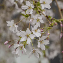 Delicate white Prunus x subhirtella 'Falling Snow' blossoms on cascading branches, showcasing its elegant, weeping form and early spring beauty.