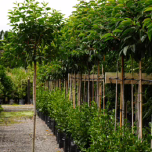 Row of potted Prunus lusitanica trees with lush green leaves, each supported by bamboo stakes, ready for planting as a privacy hedge.