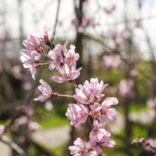 **Prunus x subhirtella 'Pendula Rosea' branch with delicate, light pink blossoms against a blurred garden backdrop.