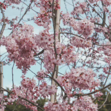 Prunus campanulata 'Pink Cloud' in bloom. Abundant clusters of delicate pink cherry blossoms on a tree branch, signaling spring.