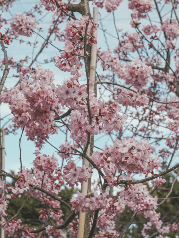 Prunus campanulata ‘Pink Cloud’ (Taiwan Cherry) flowers at Leafland Nursery.