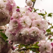 Double cherry blossom Prunus serrulata 'Shimidsu-sakura', showing clusters of white and pink ruffled flowers