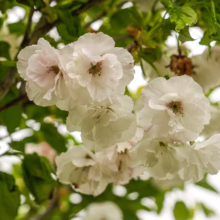 Prunus serrulata 'Shirotae' tree blossoms. Delicate, multi-petaled white flowers clustered among green leaves.