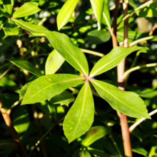 Bright green Pseudopanax lessonii leaves radiating from a central point, showcasing its unique palmate foliage.