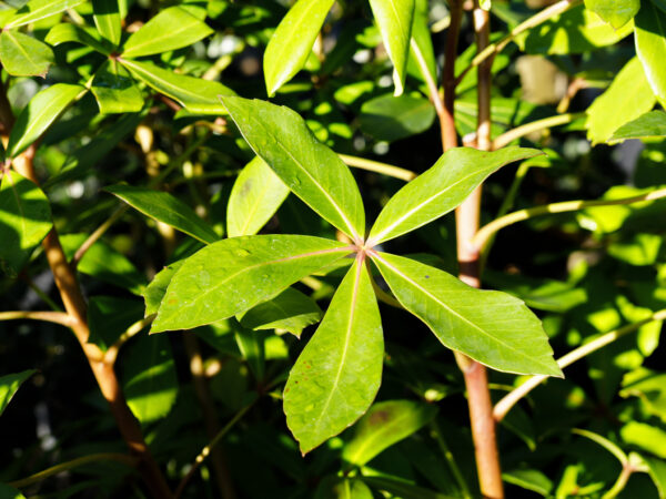 <i>Pseudopanax lessonii</i> - Image 3