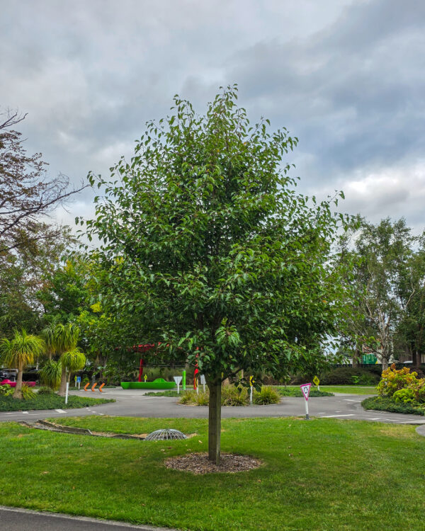 <i>Pyrus calleryana</i> 'Aristocrat' - Image 3