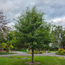 Pyrus calleryana 'Aristocrat' tree with a dense, rounded crown of green leaves, standing on a grassy lawn in a park setting
