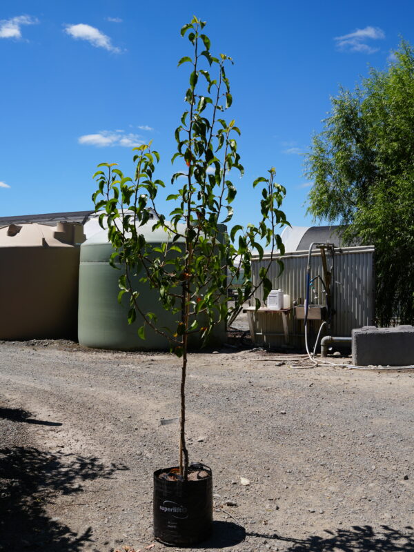 <i>Pyrus calleryana</i> 'Candelabra' - Image 2