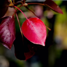 Deep red Pyrus calleryana 'Kea' leaves on a branch, showcasing the tree's vibrant autumn color