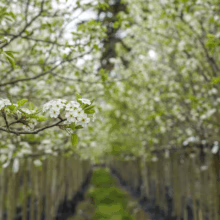 Pyrus calleryana 'Kea' trees in full bloom, lining up in a nursery, showcasing its profuse white flowers and spring foliage
