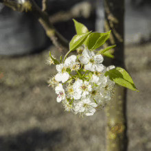 Pyrus calleryana 'Slim Jim' blossoms—cluster of white flowers with red anthers and green leaves on a young tree branch