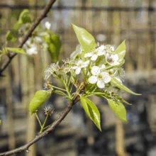 Pyrus calleryana 'Slim Jim' branch: White blossoms and fresh green leaves signal springtime growth.