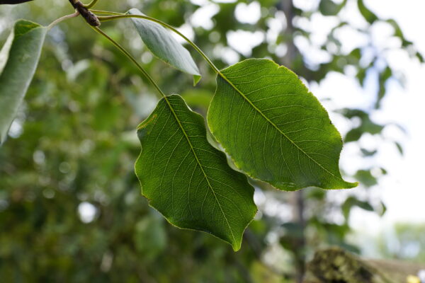 <i>Pyrus calleryana</i> 'Amber Pillar'