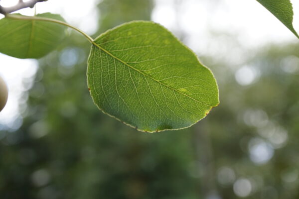 <i>Pyrus calleryana</i> 'Amber Pillar' - Image 3