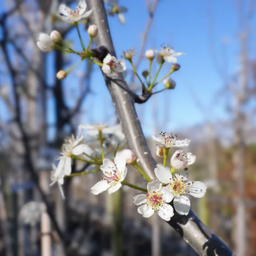Close-up of delicate white Michelia 'Fairy Blush' blossoms with pink centers, opening on a tree branch against a bright blue sky.