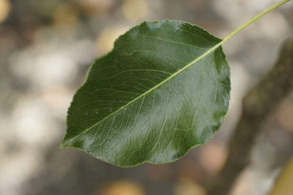 Pyrus calleryana 'Slim Jim'