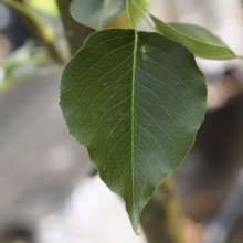 Green Pyrus calleryana 'Slim Jim' leaf with detailed venation, showcasing its vibrant color and unique shape