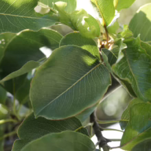 Pyrus calleryana 'Tawa Tower' foliage: Close-up of lush green leaves on a branch, showcasing the tree's dense, vibrant canopy