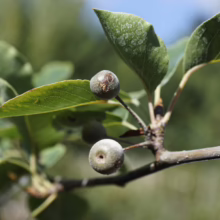 Pyrus calleryana 'Tawa Tower' branch with small, gray-green fruit and textured green leaves against a blurred background.