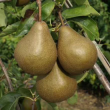 Three ripe 'Taylor's Gold/Beurre Bosc' pears hang on a tree branch, their russet-gold skin speckled and ready for harvest.