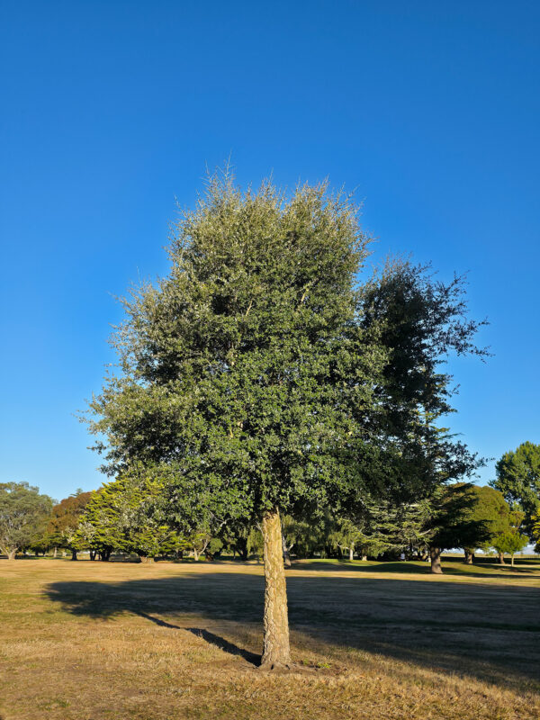 <i>Quercus suber</i>