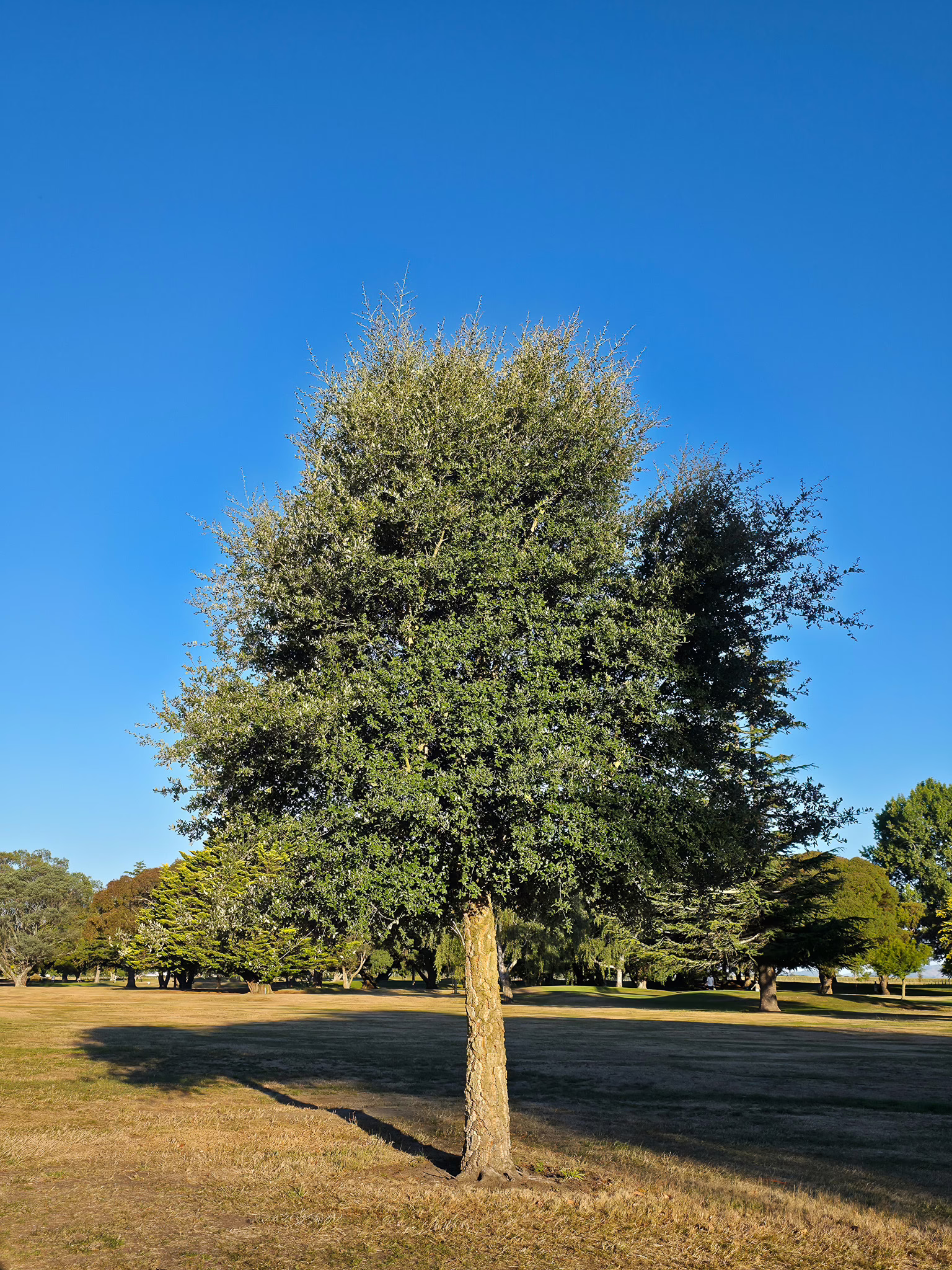 A Quercus suber tree with a thick, textured trunk stands in a field under a clear blue sky. The tree has a full, rounded crown of green leaves.