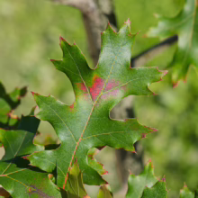 Quercus coccinea leaf, vibrant green with striking red tips and a central red patch, signaling the start of autumn