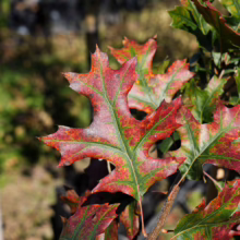 Quercus coccinea oak leaves transitioning to vibrant red and green hues, showcasing autumn color.