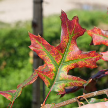Quercus coccinea leaves showing vibrant fall colors: red with striking green veins. A beautiful autumn display.