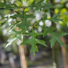 Green Quercus palustris (Pin Oak) leaves with pointed lobes, showcasing the tree's distinct foliage