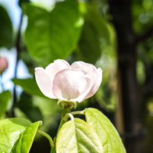 Quince 'Smyrna' blossom: A delicate, pale pink flower amidst vibrant green leaves, showcasing the beauty of this fruiting shrub.