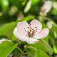 Quince 'Smyrna' blossom: Pale pink-white flower with prominent stamens, surrounded by green leaves.
