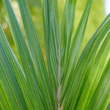 Close-up of Rhopalostylis sapida var. chathamica palm frond, showcasing vibrant green leaves and intricate vein patterns.