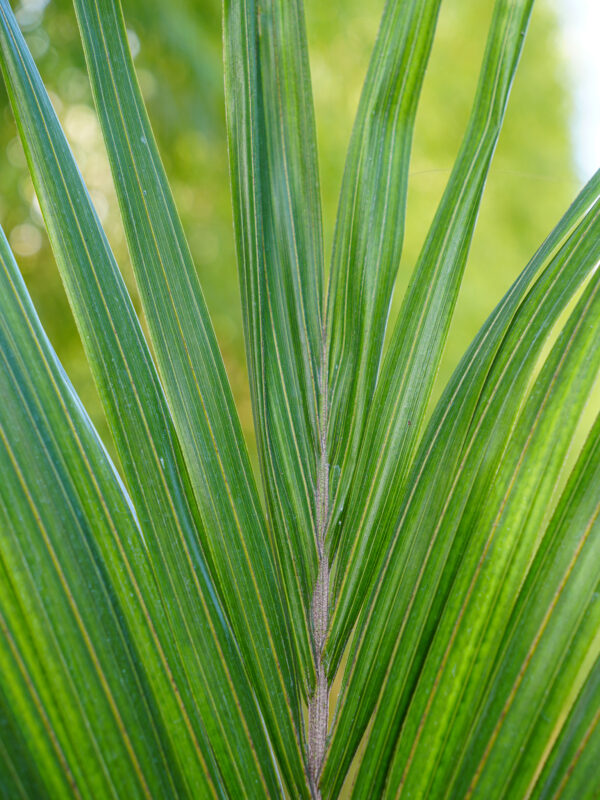 <i>Rhopalostylis sapida</i> var. <i>chathamica</i> - Image 5