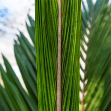 Close view of a Rhopalostylis sapida var. chathamica frond, showcasing its vibrant green leaflets and central stem