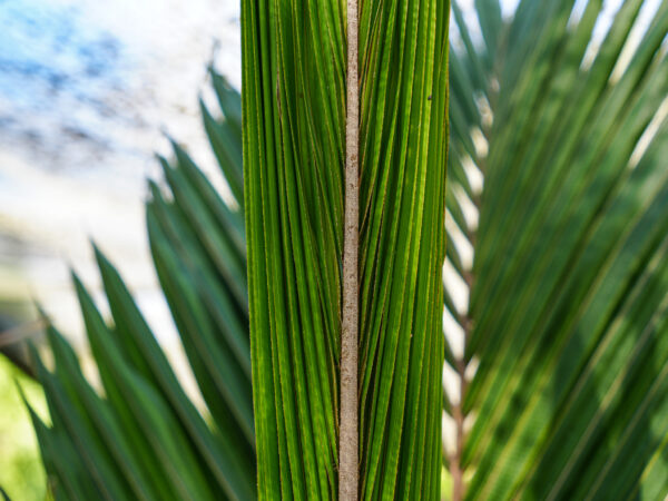 <i>Rhopalostylis sapida</i> var. <i>chathamica</i> - Image 4