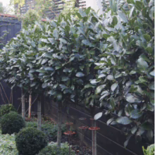 Laurus nobilis ‘Verdi’ trees lined up, creating a lush green hedge against a dark fence. Ball-shaped shrubs add depth to the garden landscape.