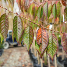 Prunus serrulata 'Shimidsu-sakura' branch with autumn leaves, showing green, red, and brown hues.